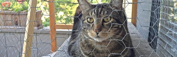 Outdoor cat enclosure